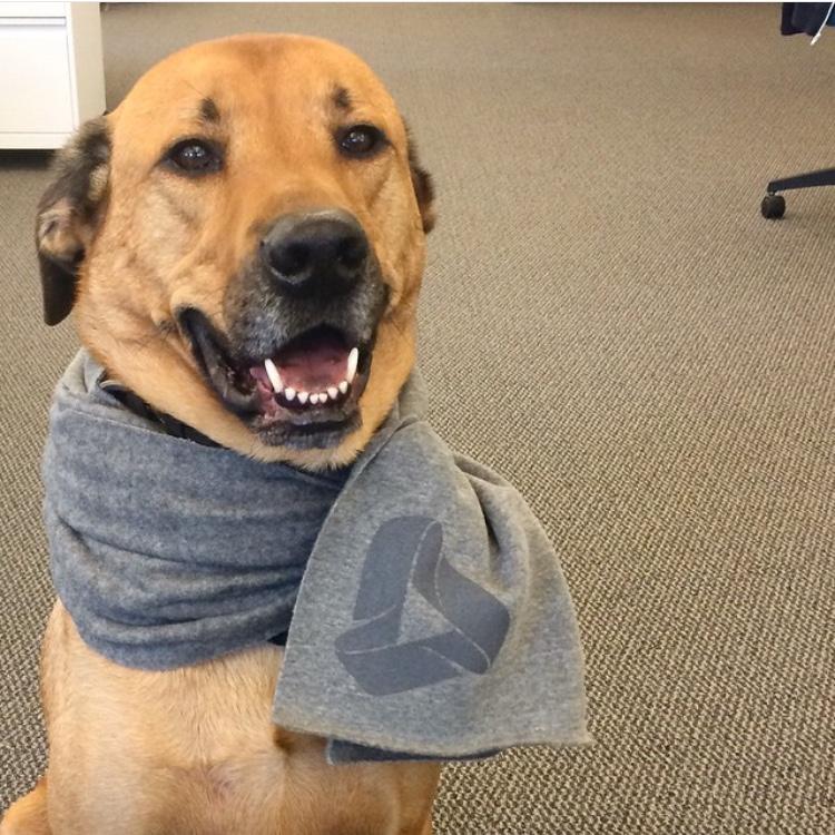 Even pups love to come to work at TubeMogul!