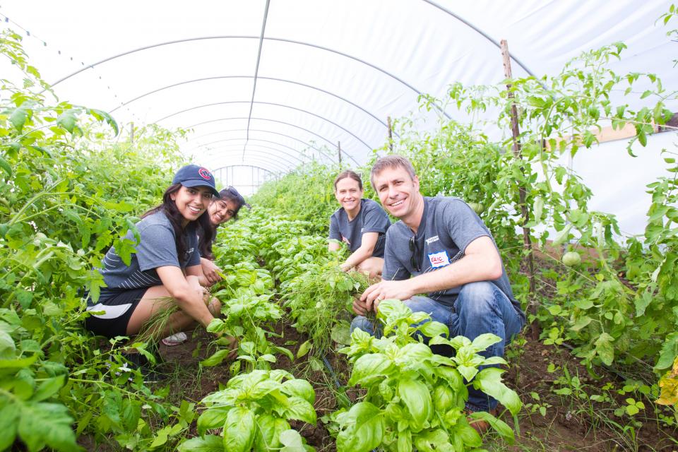 NI Volunteering Urban Roots