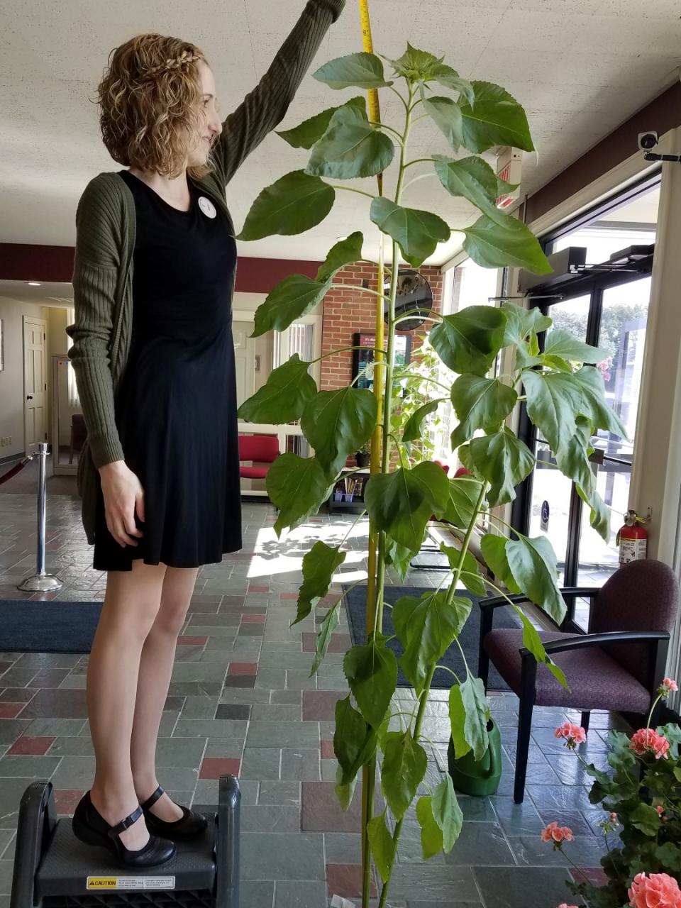 Sunflower Growing Contest