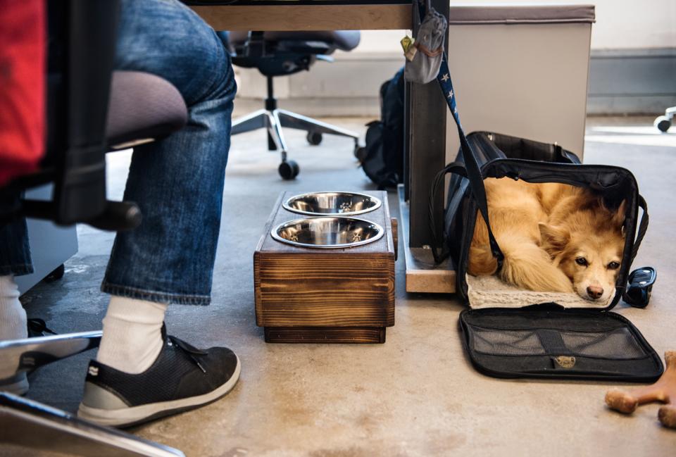 Etsy loves dogs so many of our employees bring their dogs to the office.