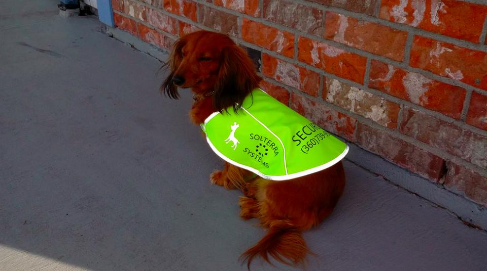 SolTerra Security Dog