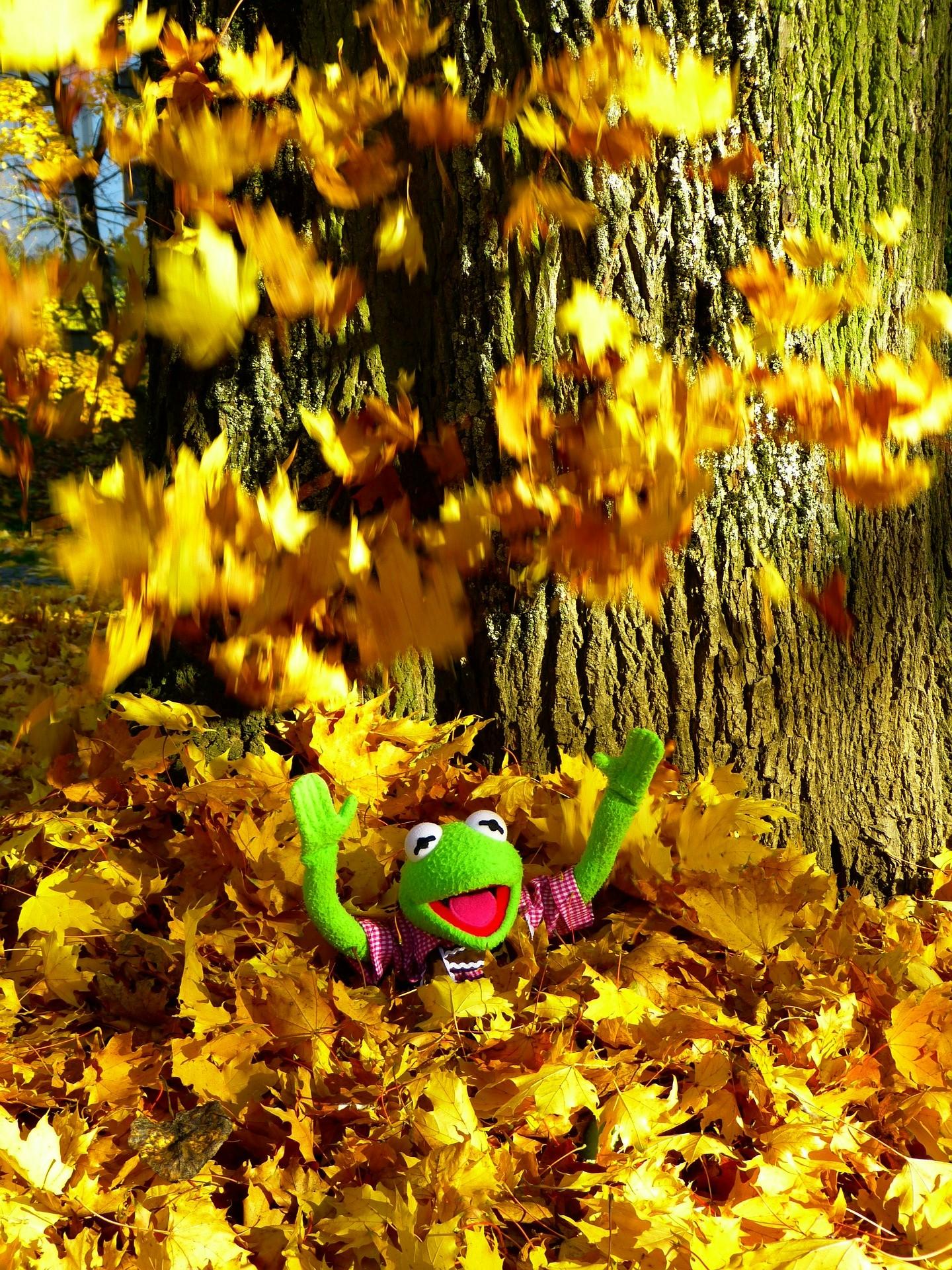 Kermit in the fall
