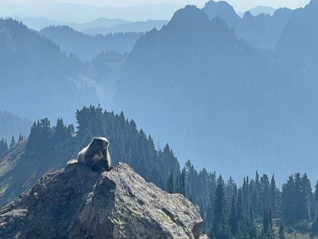 The Mighty Marmot atop his fiefdom at Mt Ranier