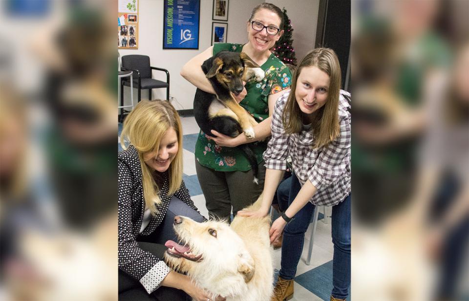 Shelter Dogs At Work Day